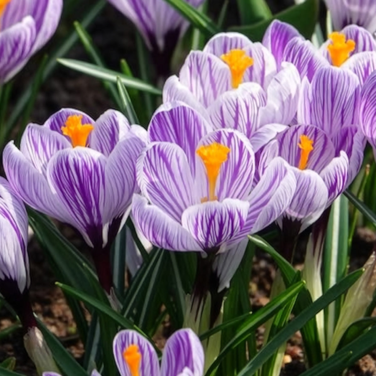 15 Crocus Pick Wick - Bulbes de Crocus - Bakker