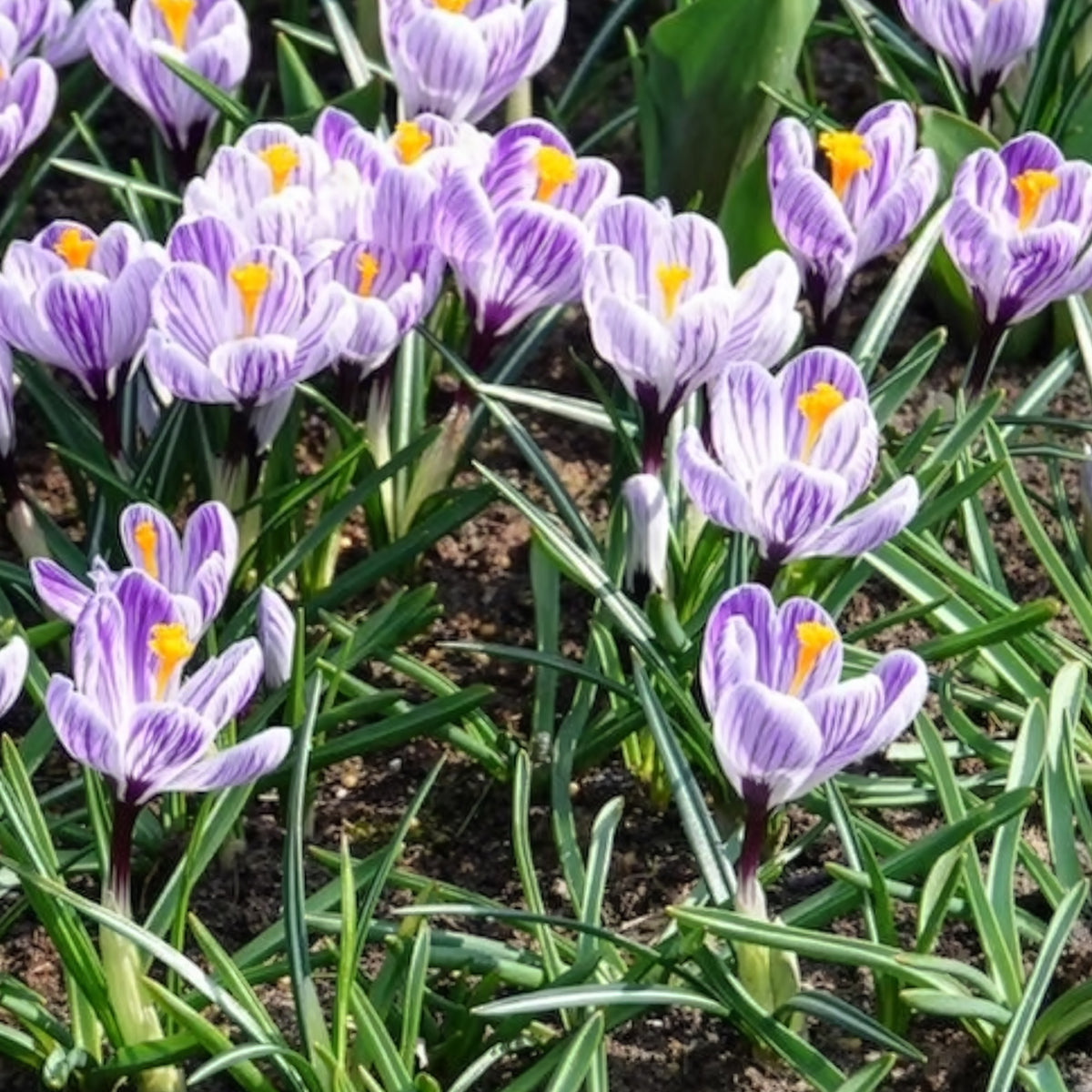 Vente 15 Crocus Pick Wick - Bulbes de Crocus