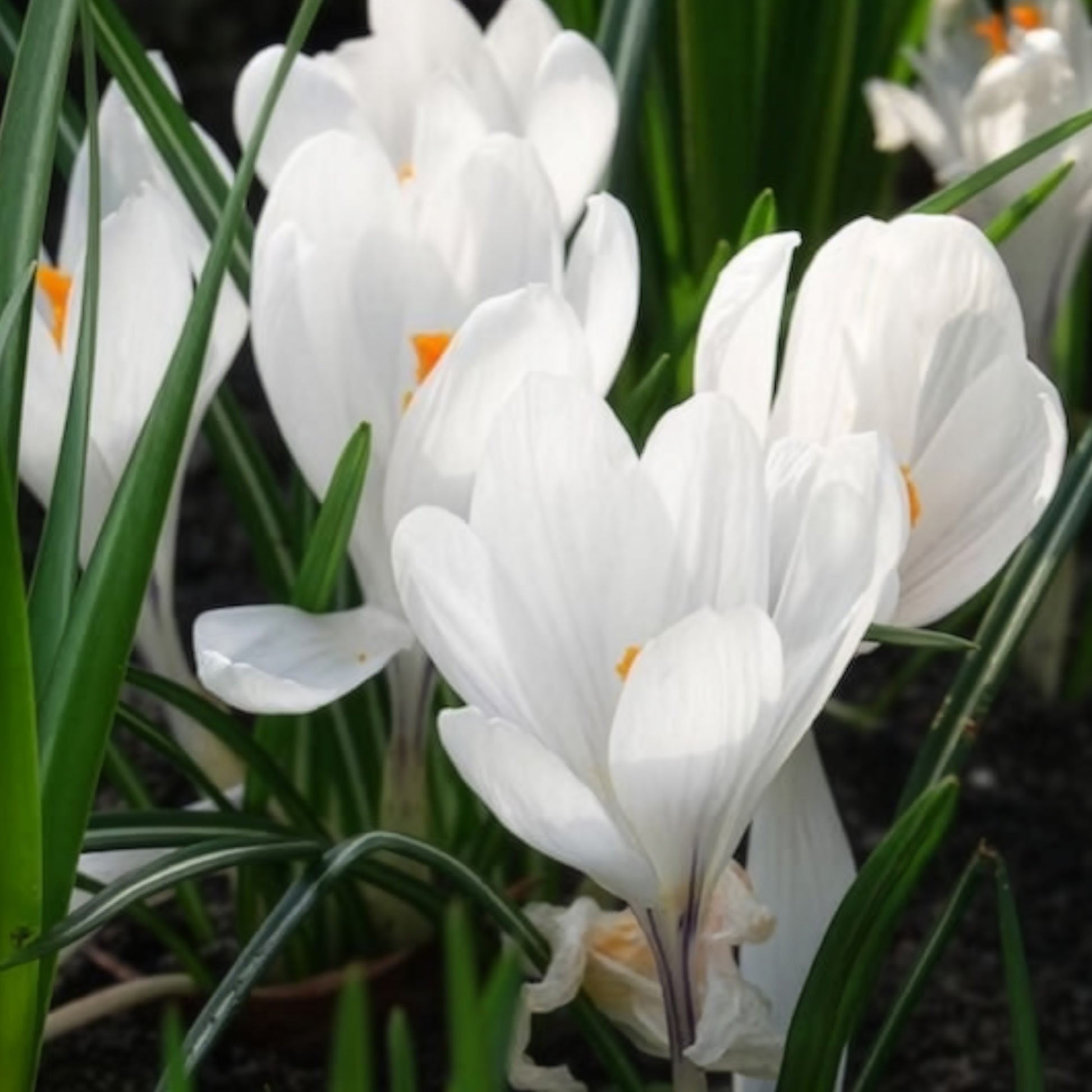 15 Crocus Jeanne d'Arc - Bulbes de Crocus - Bakker