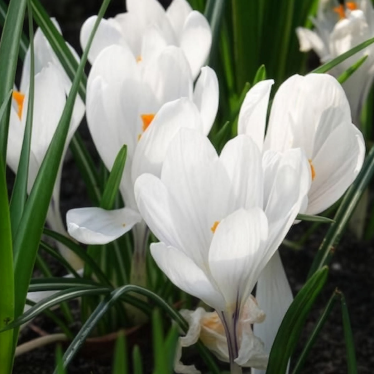 15 Crocus Jeanne d'Arc - Bulbes de Crocus - Bakker
