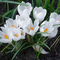Vente 15 Crocus Jeanne d'Arc