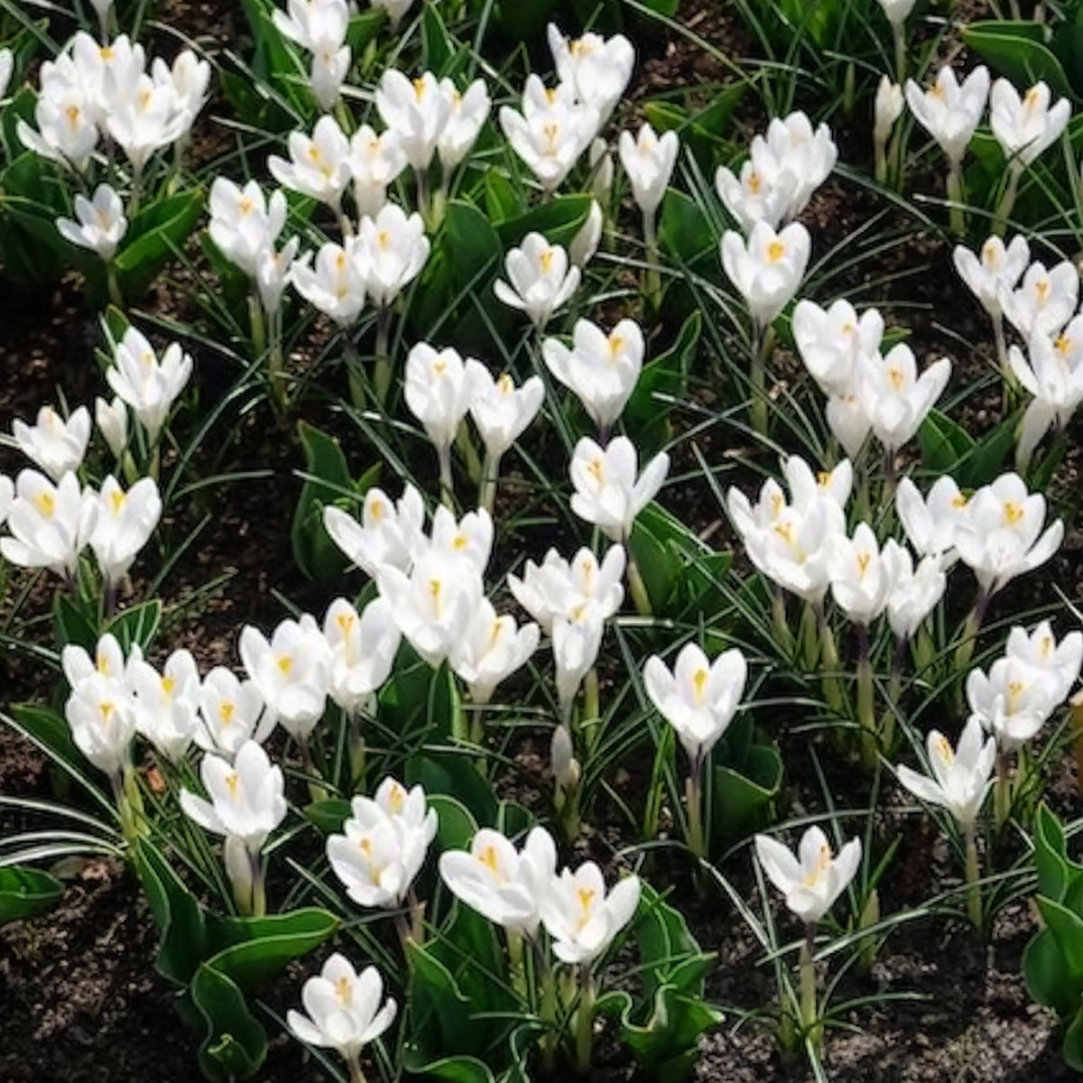 Vente 15 Crocus Jeanne d'Arc - Bulbes de Crocus