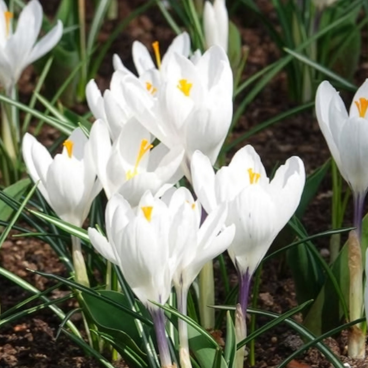 Bulbes de Crocus - 15 Crocus Jeanne d'Arc - Crocus vernus jeanne d'arc