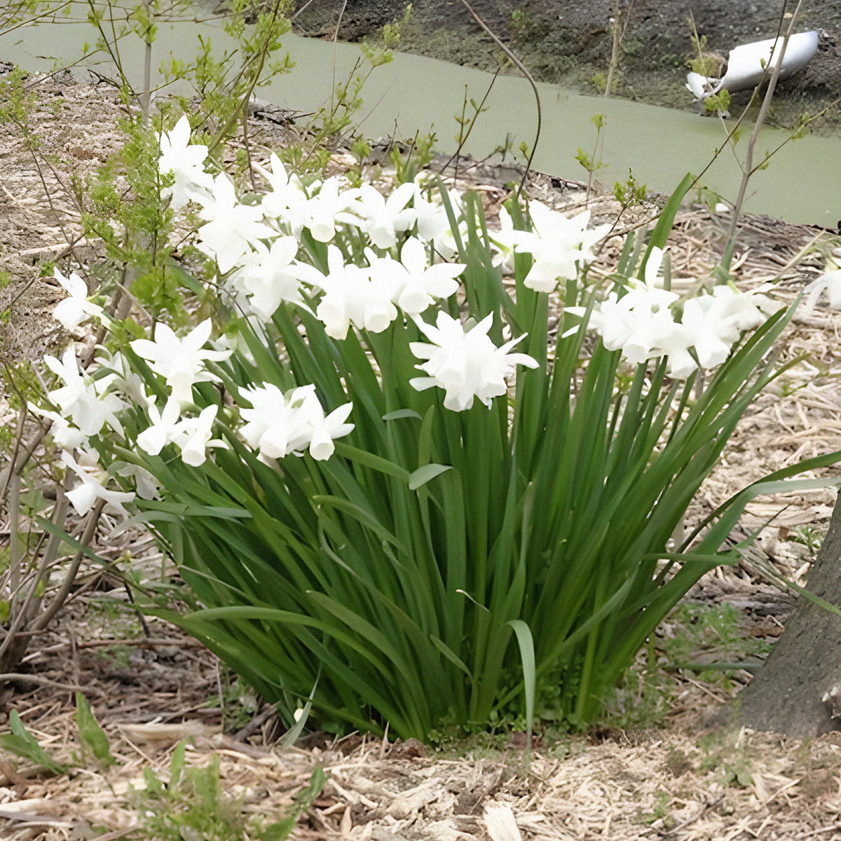Narcissus triandrus Thalia - 7 Narcisses Thalia - Bulbes de Narcisse