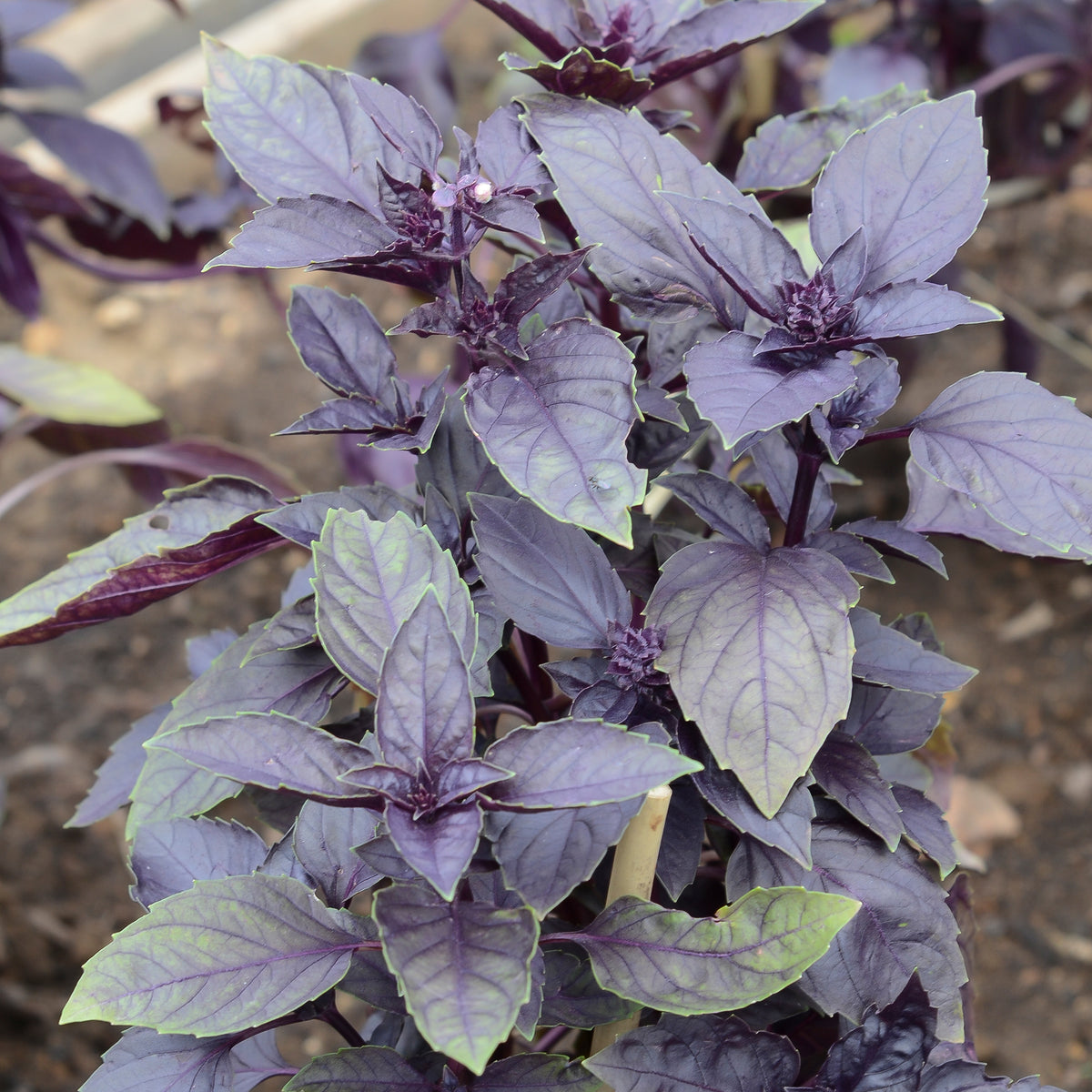 Ocimum basilicum dark opal - Basilic pourpre Dark Opal Bio - Herbes biologiques