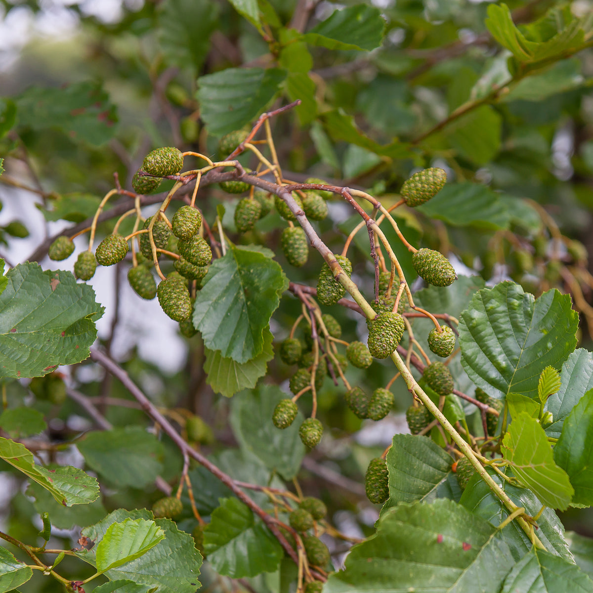 Aulne glutineux - Alnus glutinosa - Bakker