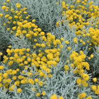 Santolina chamaecyparissus - Santoline argentée - Plantes vivaces
