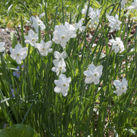 5 Mini-narcisses Princess Zaide - Narcissus 'princess zaide' - Bakker