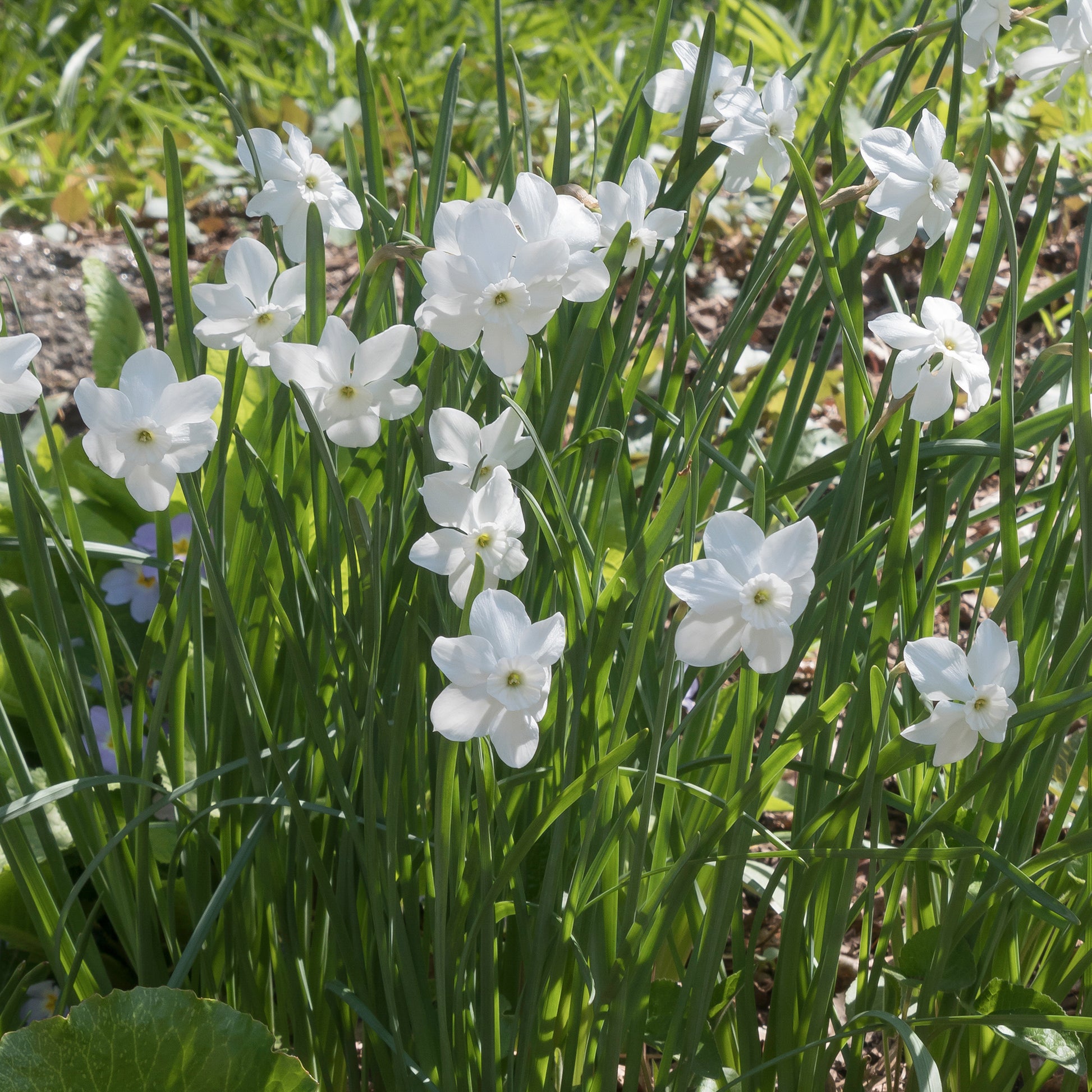 5 Mini-narcisses Princess Zaide - Narcissus 'princess zaide' - Bakker