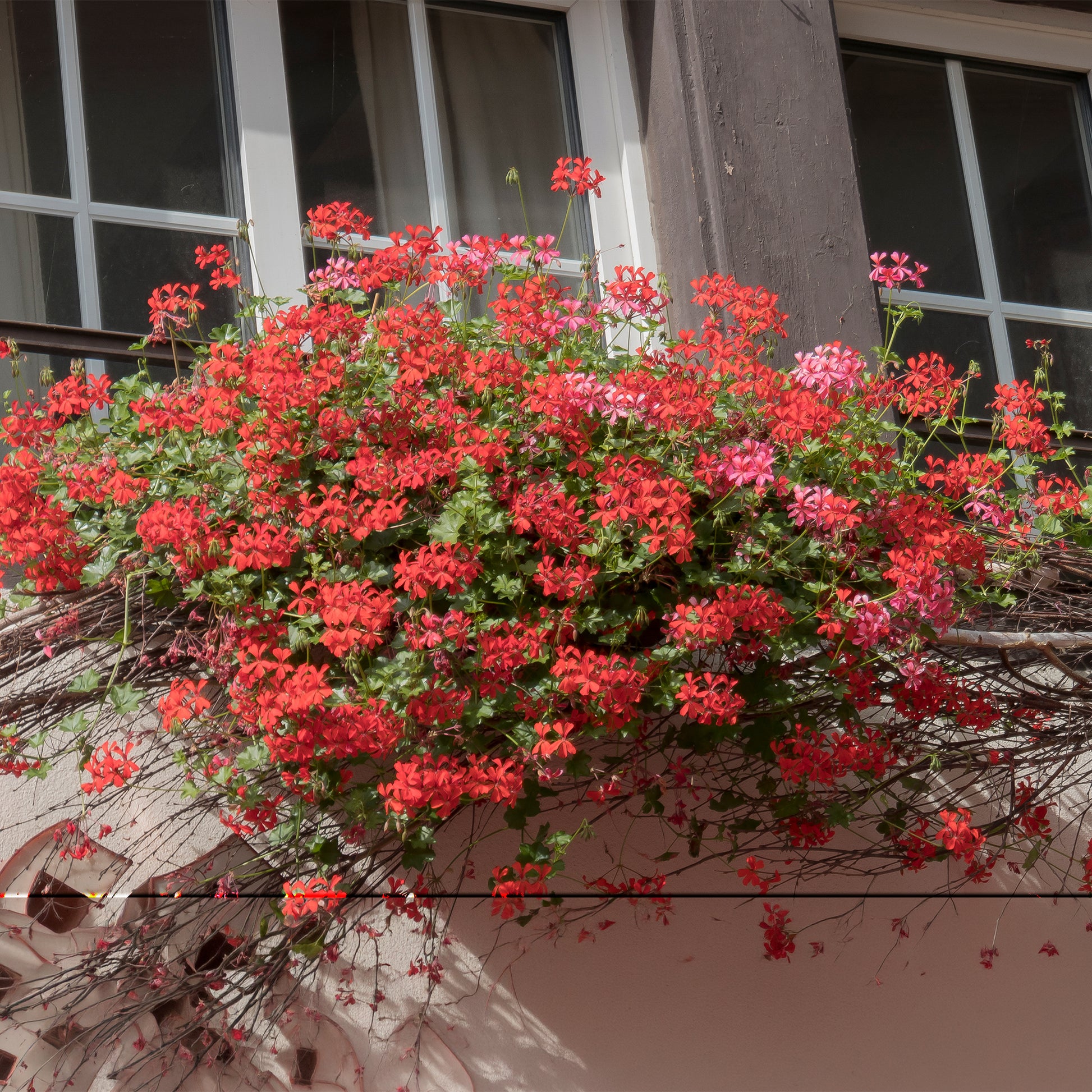 3 Géraniums-lierre rouges - Géranium - Pélargonium - Bakker