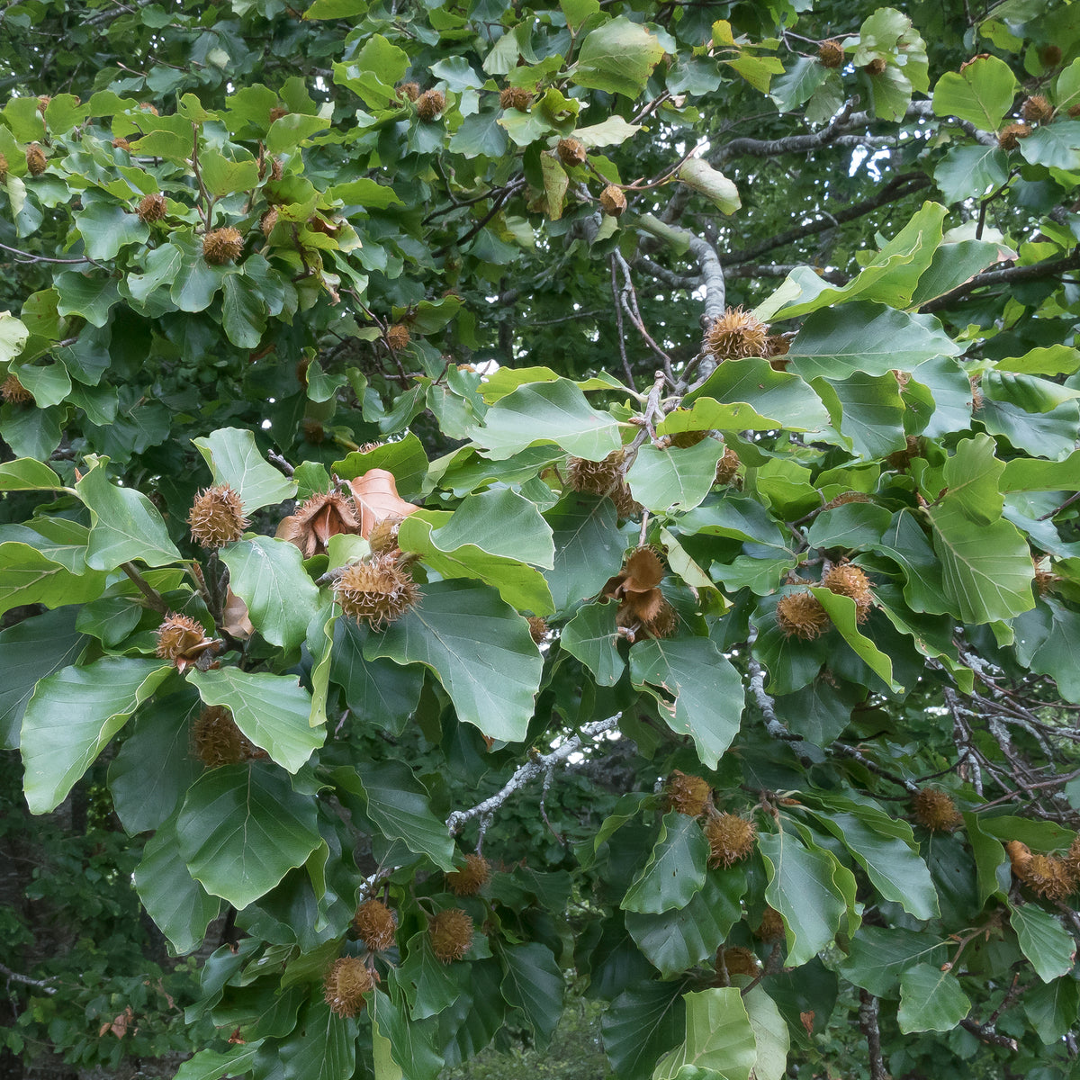 Vente Hêtre commun #1 - Fagus sylvatica