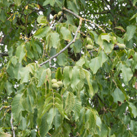 Noyer - Noyer Commun Chandler - Juglans regia Chandler