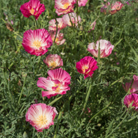 Graines de fleurs annuelles - Pavot de Californie Double Appleblossom - Eschscholzia californica 'Thai Silk Appleblossom Chiffon imp.'