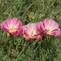 Pavot de Californie Double Appleblossom - Graines de fleurs annuelles - Bakker