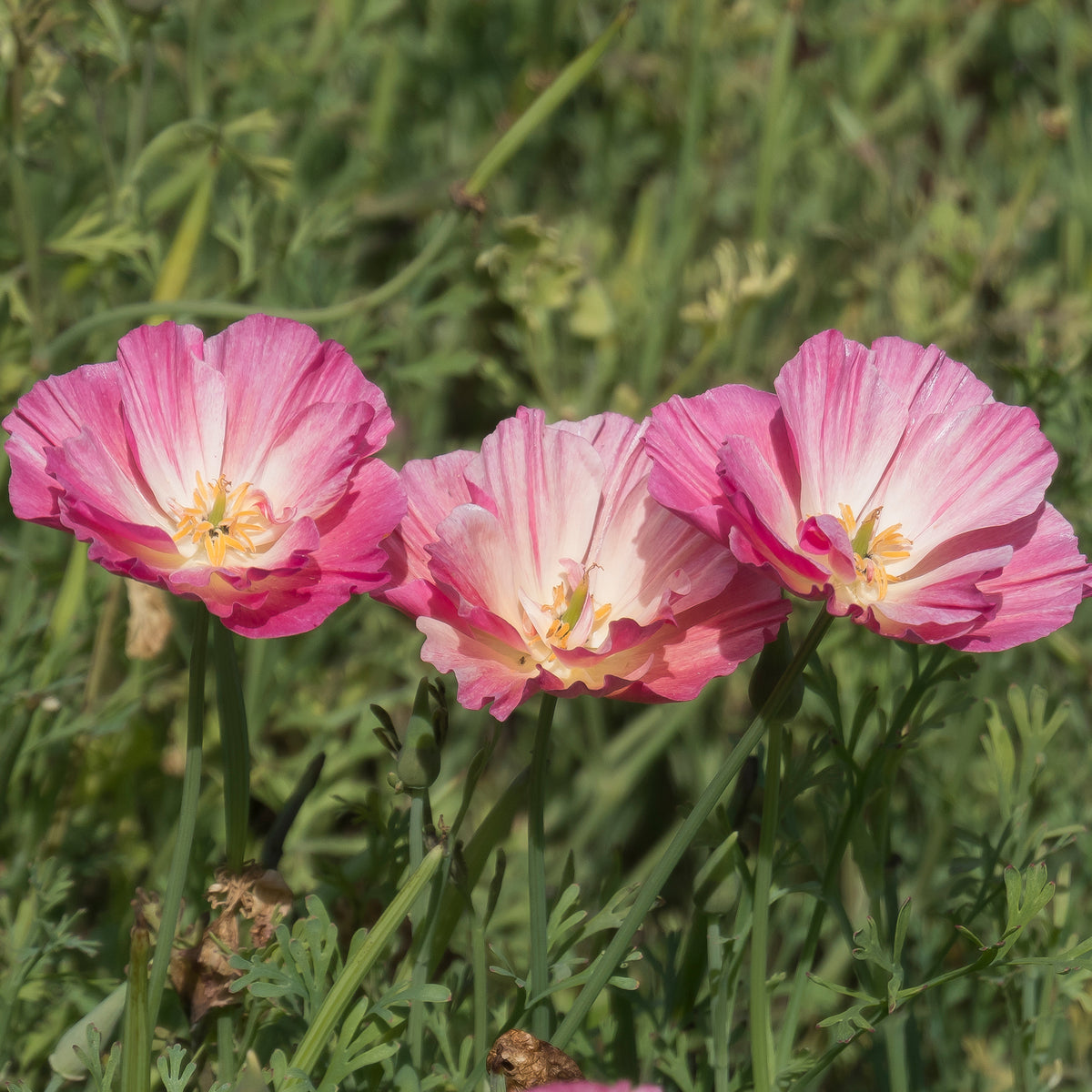 Pavot de Californie Double Appleblossom - Graines de fleurs annuelles - Bakker