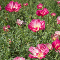 Vente Pavot de Californie Double Appleblossom