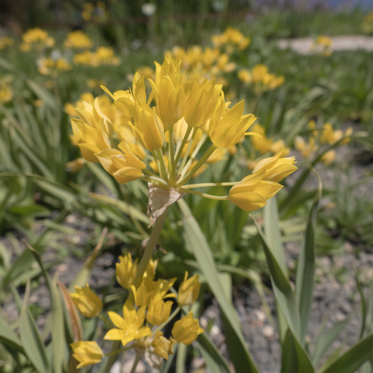 Vente Allium doré