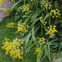 Vente Allium doré - Allium moly