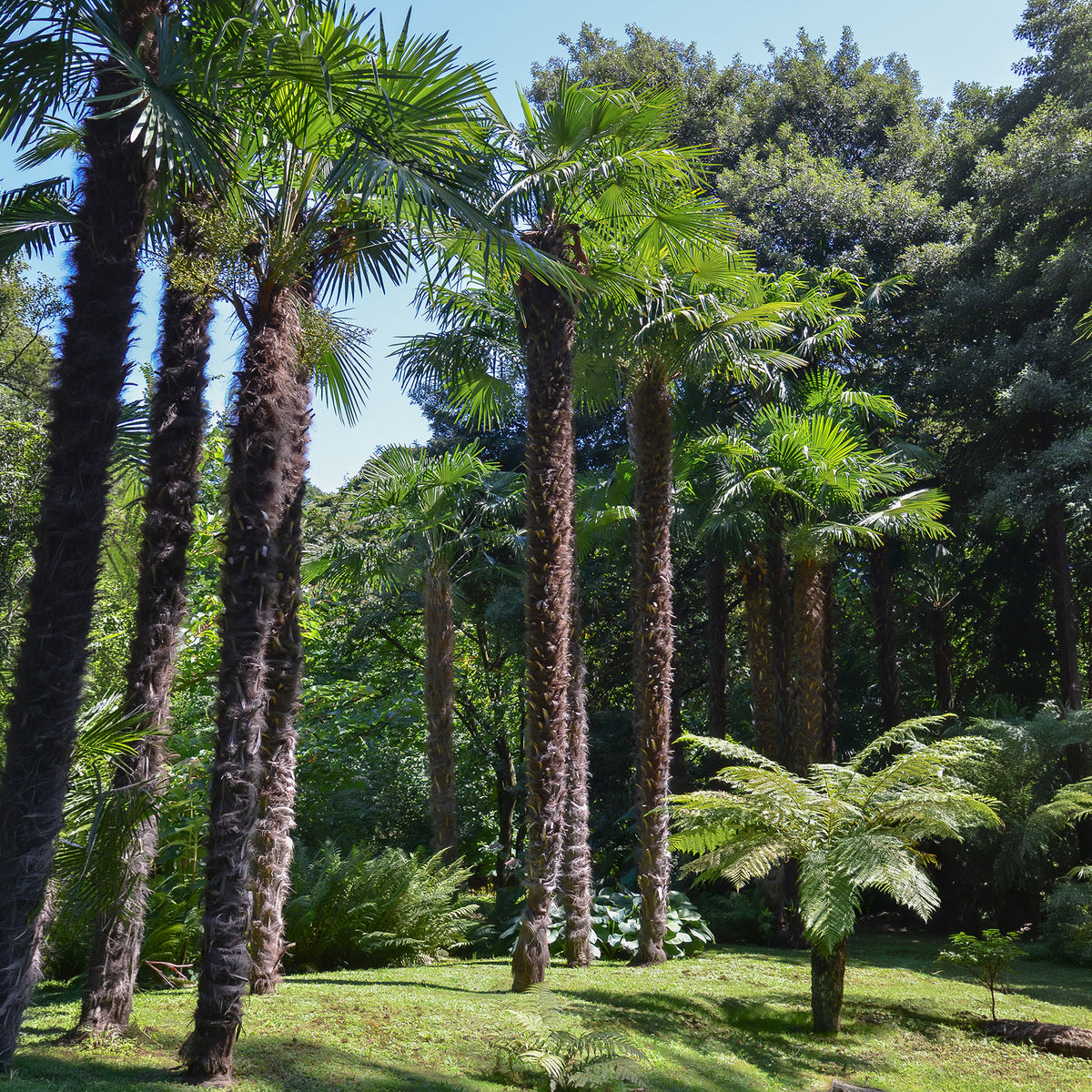 Vente Trachycarpus fortunei - Palmier de Chine
