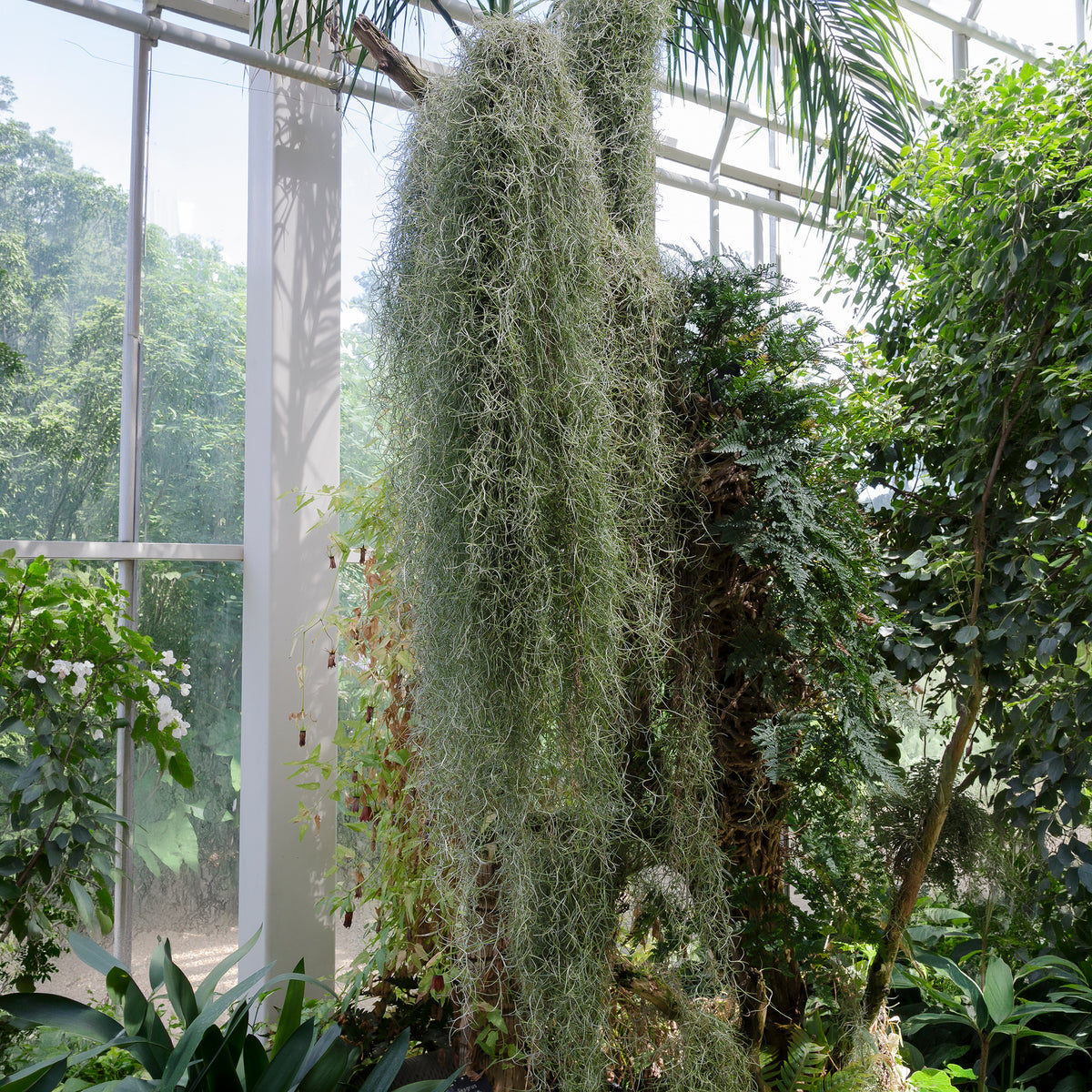 Bromélia Tillandsia usneoides  - Plante suspendue - Bakker