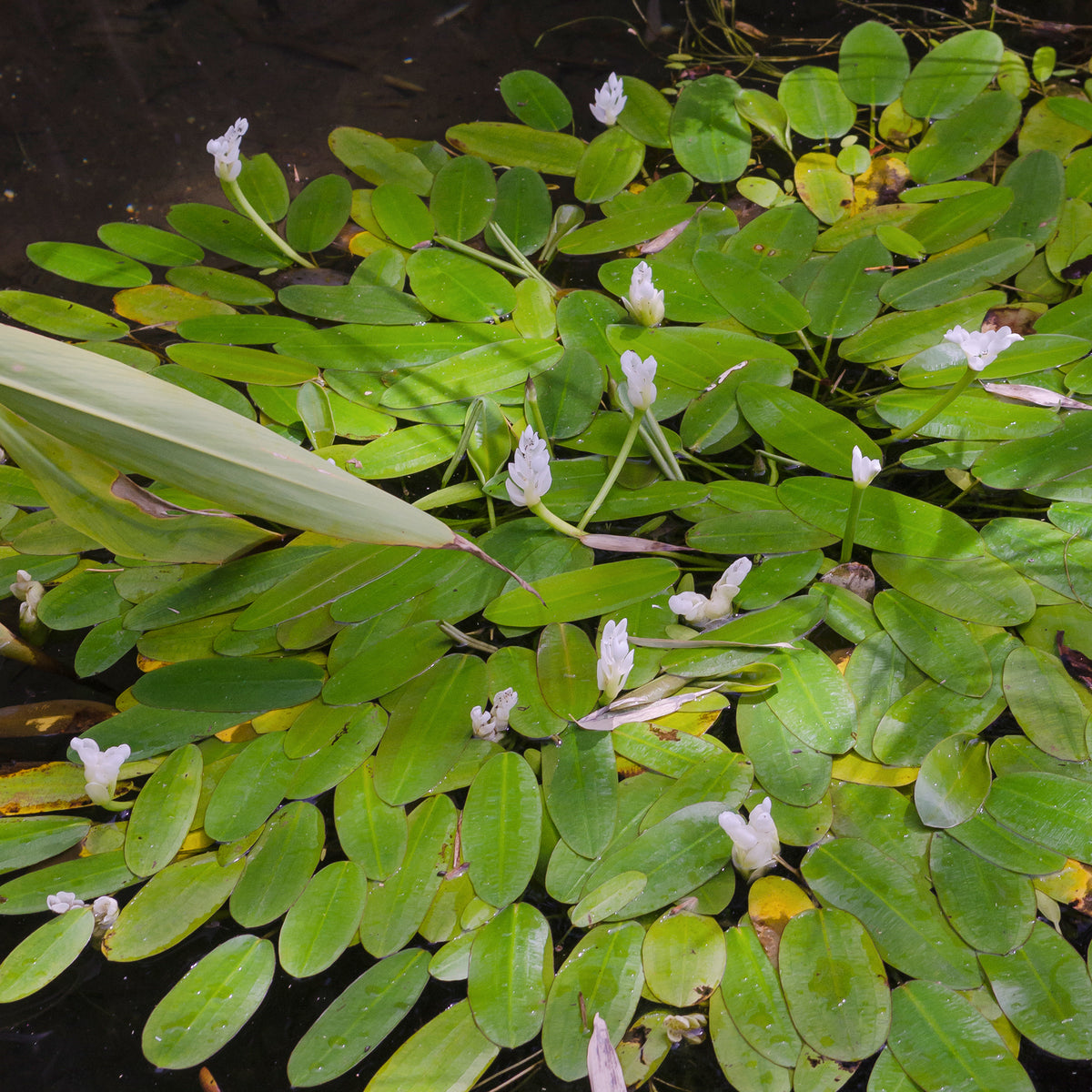 Toutes les plantes de bassin - Vanille d'eau - Aponogeton distachyos