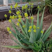 Vente Aloe vera - Aloe vera