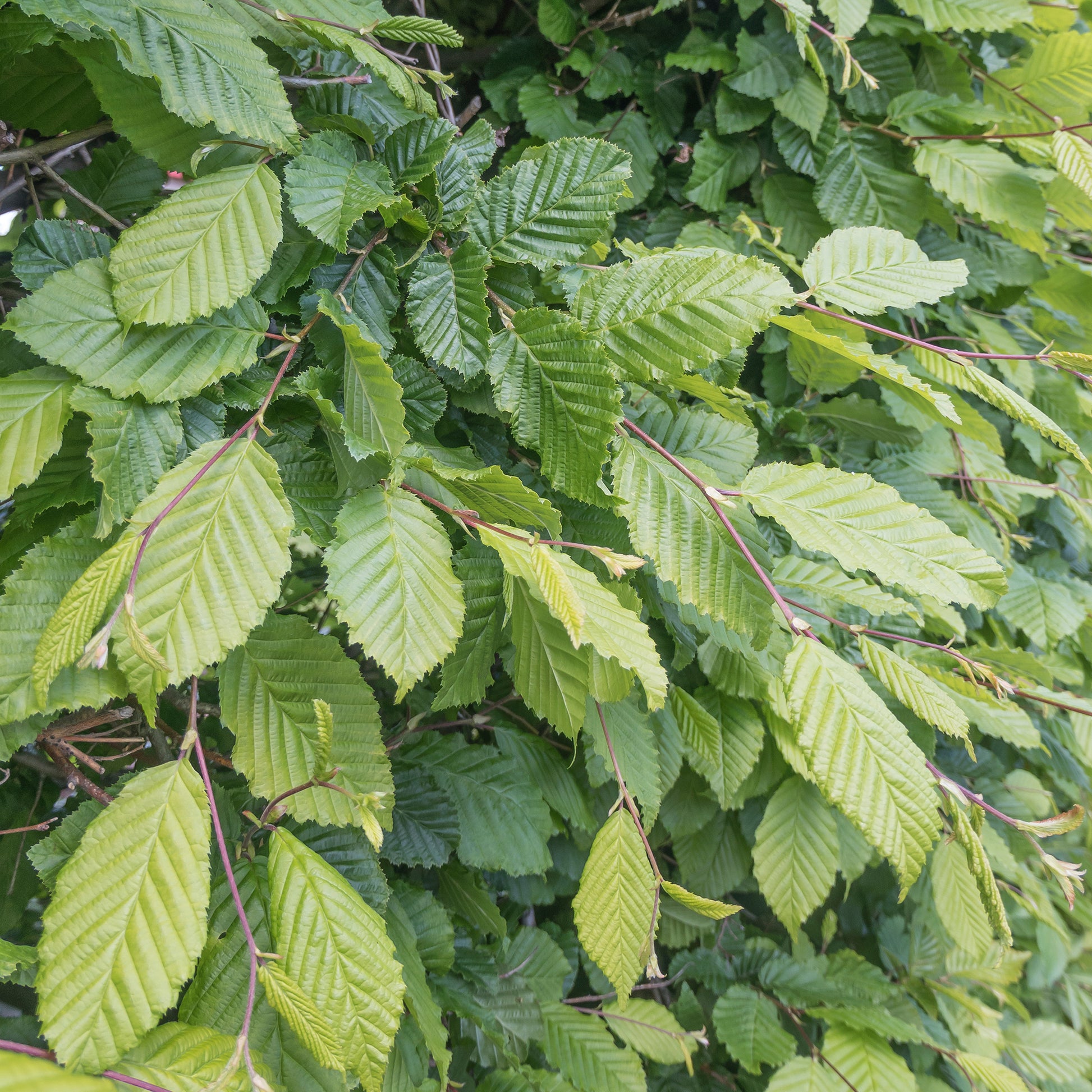 Carpinus betulus - Charme commun - Charme