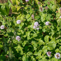 Menthe aquatique - Bakker