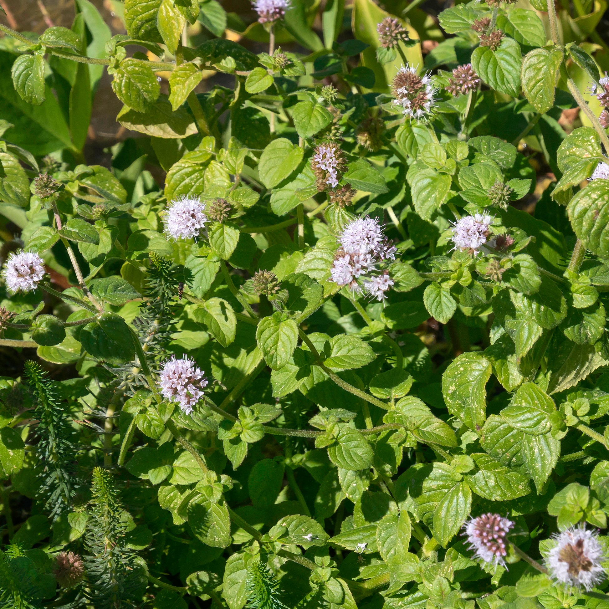 Menthe aquatique - Bakker
