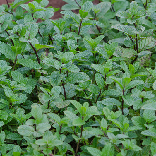 Menthe poivrée - Bakker