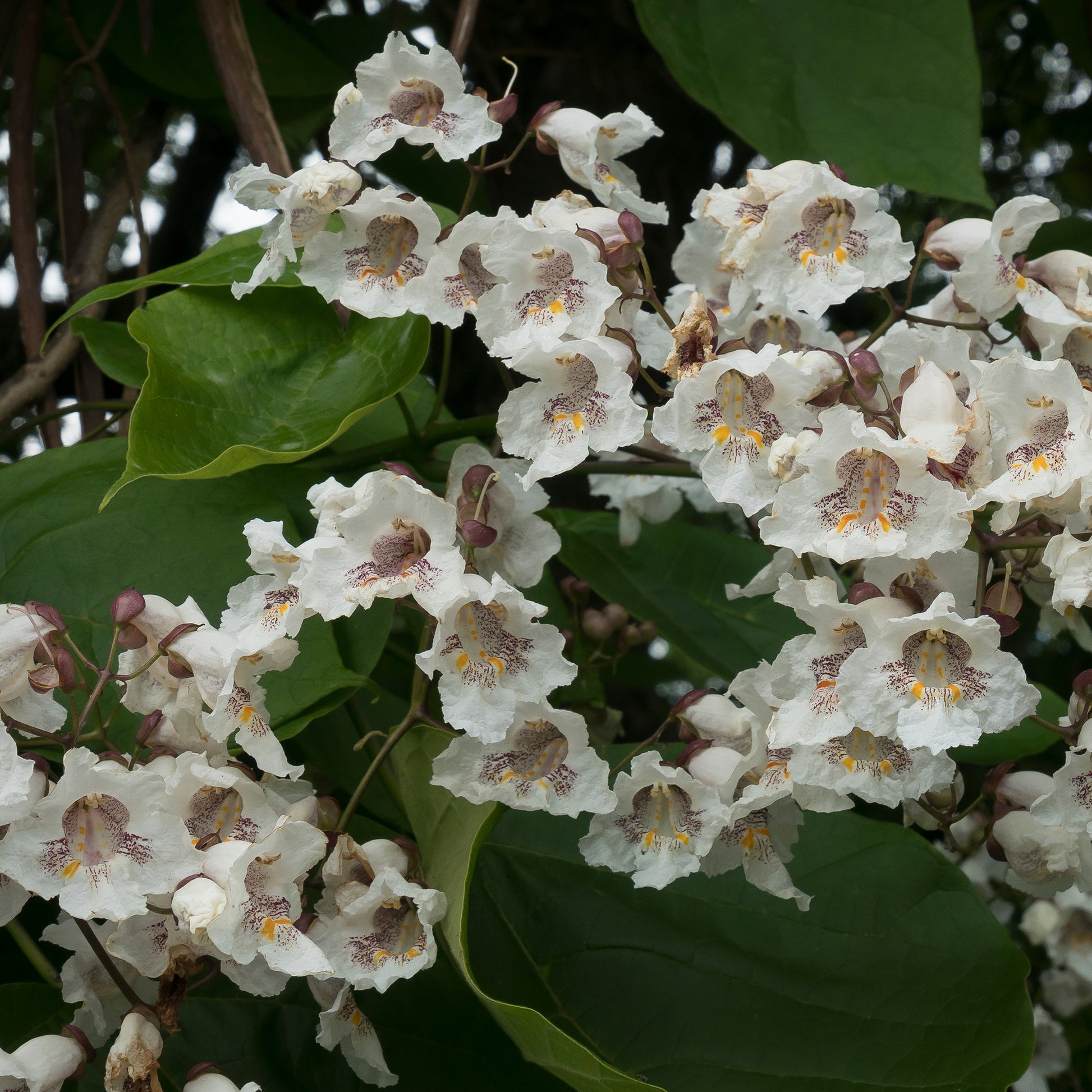 Catalpa - Catalpa commun - Catalpa bignonioides