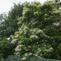 Vente Catalpa commun