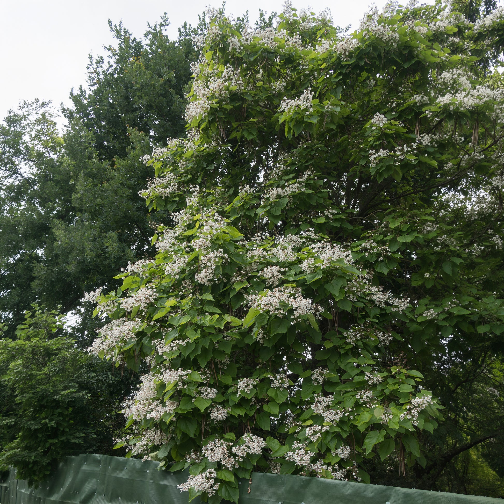Vente Catalpa commun