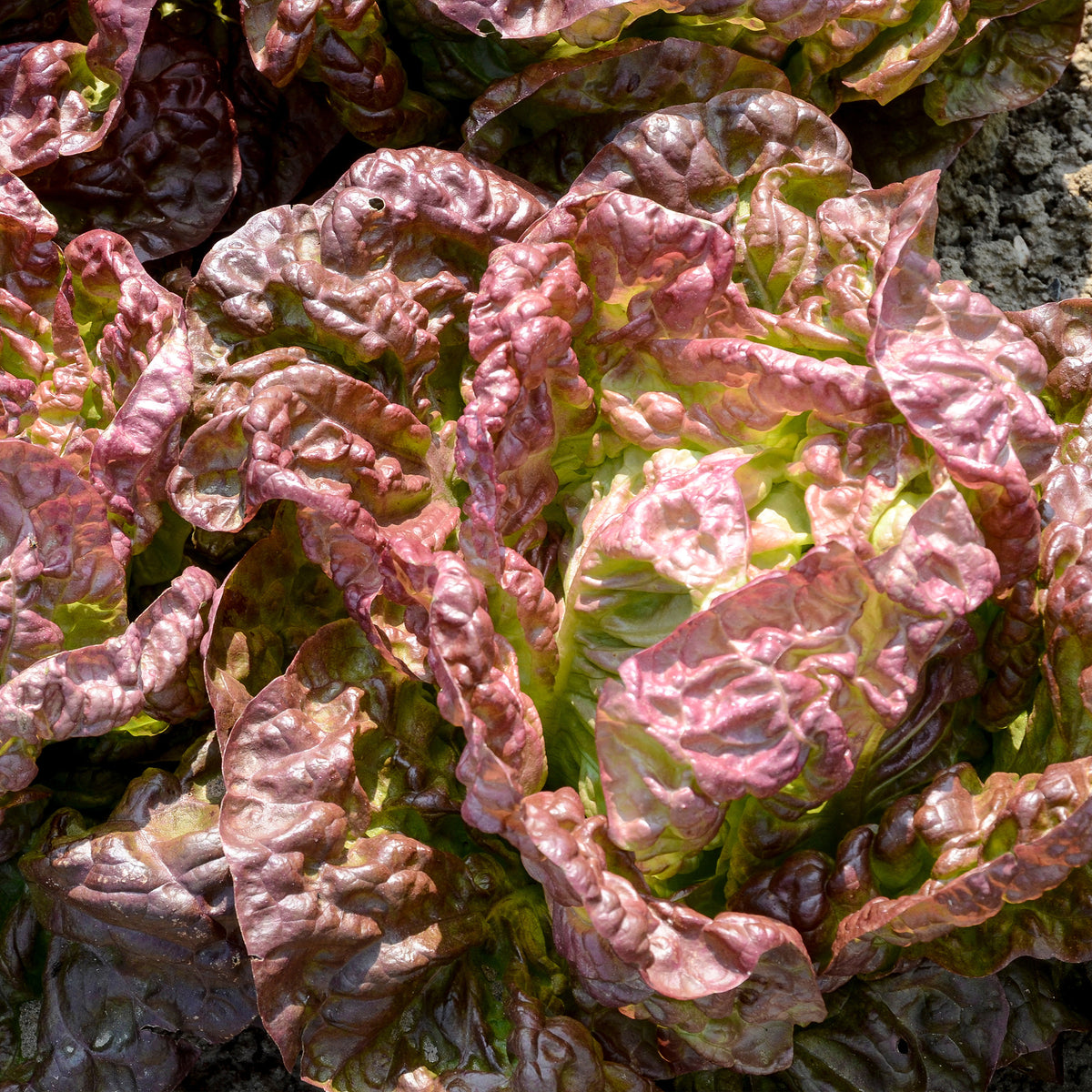 Lactuca sativa Merveille des Quatre Saisons - Laitue pommée Merveille des quatre saisons - Graines de salades