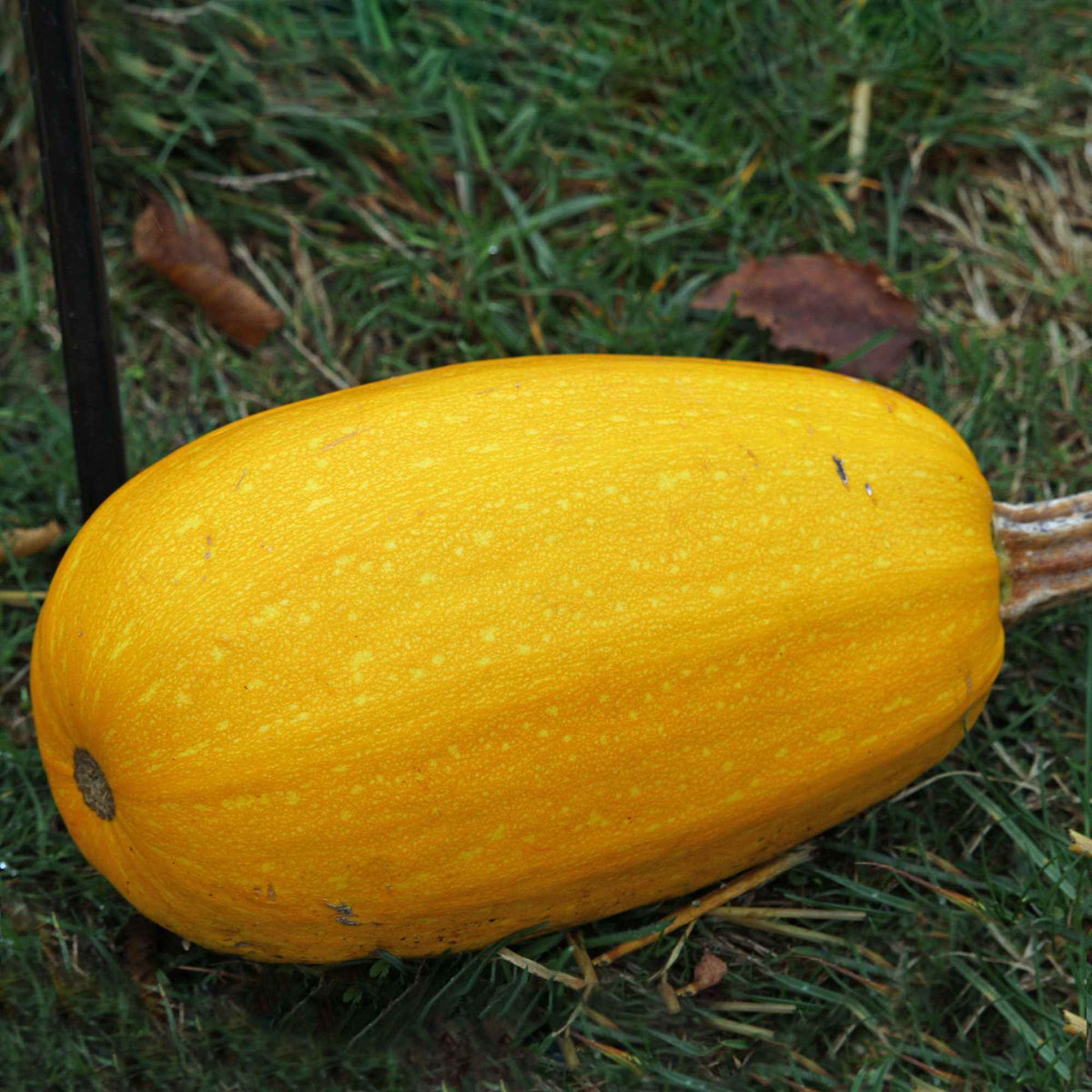 Courgette Spaghetti végétal - Cucurbita pepo spaghetti végétal - Bakker