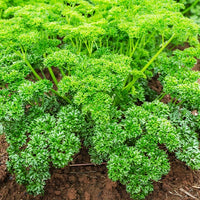 Collection de fines herbes : Persil, Basilic, Cerfeuil, Ciboulette - Collection de fines herbes (persil, basilic, cerfeuil, ciboulette) - Bakker