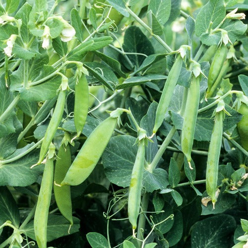 Pois rond nain Douce Provence - Pisum sativum douce provence - Bakker