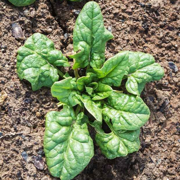 Epinard Monstrueux de Viroflay - Spinacia oleracea  monstrueux de viroflay - Bakker