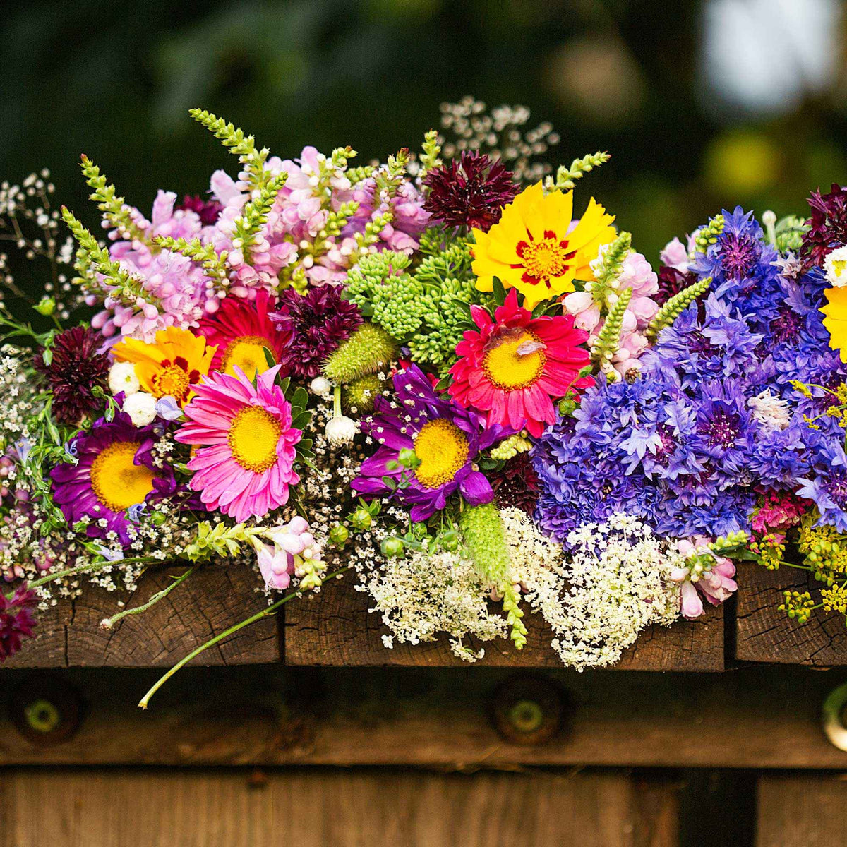 Tapis de fleurs pour jardinière - Bakker