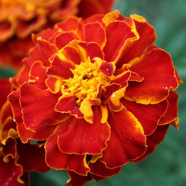 Bakker - Oeillet d'Inde nain Rusty red - Tagetes patula rusty red - Potager