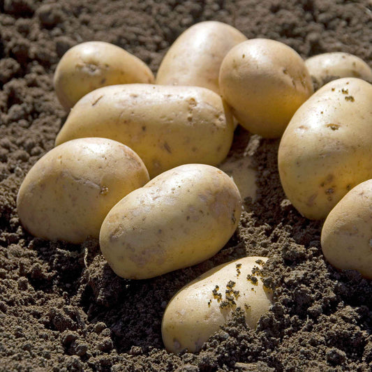 25 Pommes de terre Charlotte - Bakker.com | France