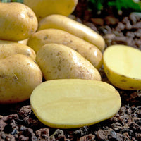 25 Pommes de terre Charlotte - Bakker.com | France