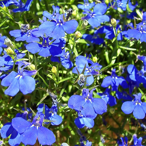 3 Lobelias Azuro - Bakker