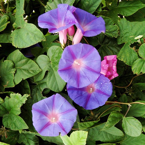 Ipomée à grandes fleurs - Ipomoea grandiflora - Bakker