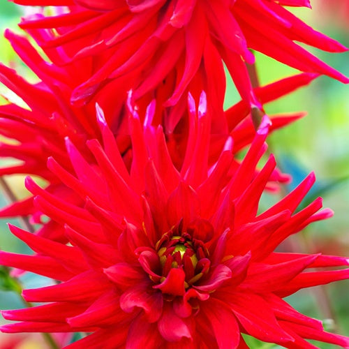 Dahlia cactus nain Red Pigmy - Bakker.com | France