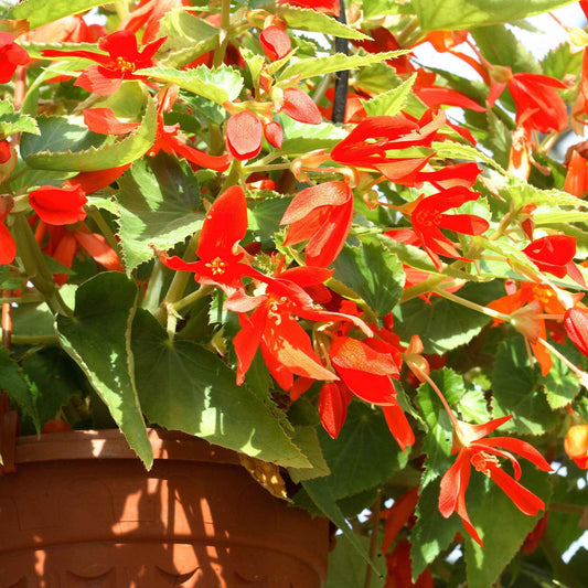 2 Bégonias Tanaïs - Bakker