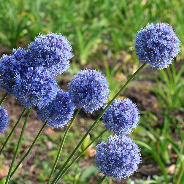 20 Alliums bleus - Allium azureum - Bakker