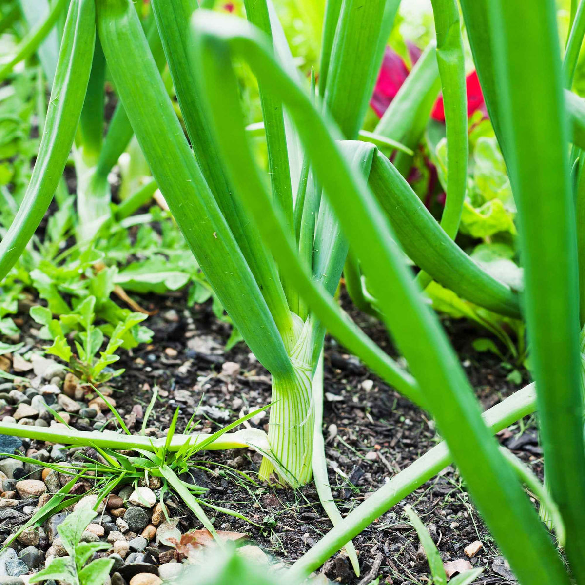 Oignon Centurion F1 - Allium cepa centurion f1 - Bakker