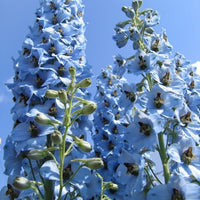 Bakker - 5 Delphiniums Ciel Bleu - Delphinium ciel bleu