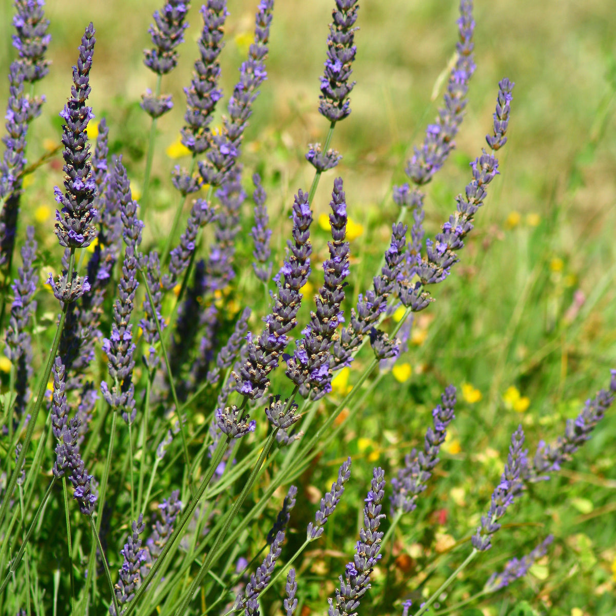 Lavandula angustifolia Grosso - Lavande de Grasse - Lavande